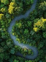 Winding river flows through lush forest greenery in vibrant landscape photo