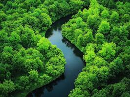 Winding river flows through vibrant green forest photo