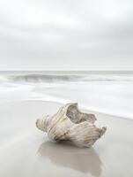 Shell rests on the shore as waves gently lap at the sand photo