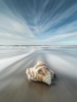 Shell resting on smooth sand with waves approaching at the beach photo
