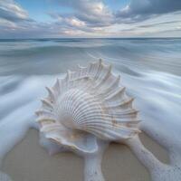 Beautiful seashell surrounded by gentle ocean waves at sunset photo