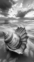 Seashell resting on the shore during a cloudy evening photo