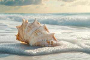 Beautiful seashell resting on the shore at sunset photo