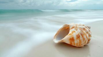Shell rests on sandy beach with gentle waves at sunrise photo