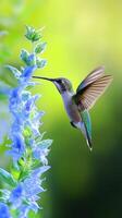 Hummingbird feeding on vibrant blue flowers in a sunlit garden during springtime photo