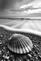 Beautiful shell rests on pebbled beach as gentle waves lap against the shore at dusk photo