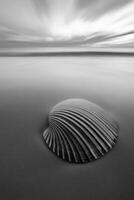 Seashell on the beach at dusk reflects gentle waves and fading light in serene black and white tones photo