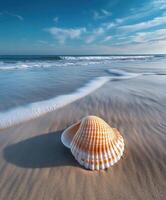 A shell on the beach photo