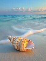 A shell on the beach at sunset photo