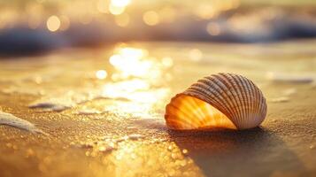 A shell on the beach at sunset photo