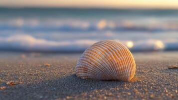 A shell on the beach at sunset photo