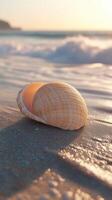 A shell on the beach at sunset photo