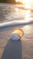 A shell on the beach at sunset photo