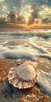 A shell on the beach at sunset photo