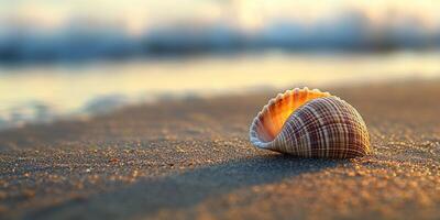 A shell on the beach at sunset photo