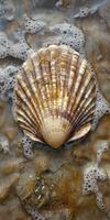 A scallop on the rocks in the ocean photo