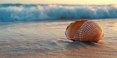 Shell on the beach at sunset photo