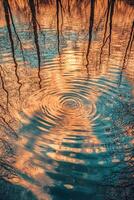 A reflection of trees in a pond at sunset photo