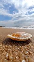 A shell on the beach with a blue sky photo