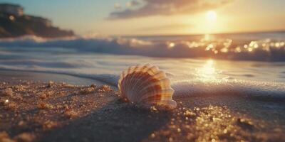 A shell on the beach at sunset photo