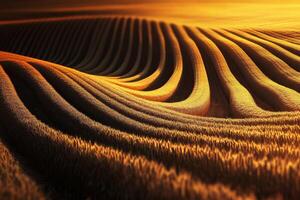 Wheat field basking in the warm glow of sunset showcasing gentle undulations and rich golden hues photo