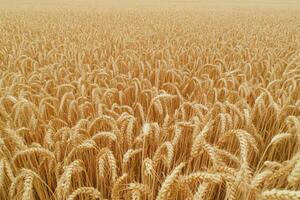 Golden wheat field stretching across the horizon during a clear summer day photo