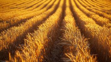 Golden wheat field stretches across the horizon under the warm glow of sunset photo