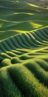 Rolling wheat fields basking in golden sunlight at dawn with gentle hills and vibrant green hues photo