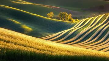 Golden wheat fields rolling gently under the evening sun in a serene landscape photo