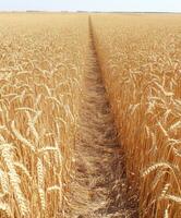 A path in a wheat field photo