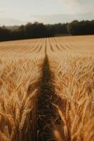 Golden wheat field under soft sunlight with long shadows at dusk in a tranquil countryside photo