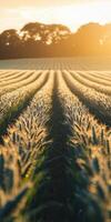 Golden wheat field at sunset with long shadows creating a picturesque landscape in the countryside photo