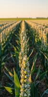 Golden wheat field stretches infinitely under a bright blue sky during the late afternoon sunshine photo