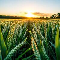 Wheat field at sunset showcases golden grains and vibrant green stalks under a dramatic sky photo