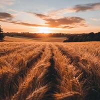 Expansive wheat field at sunset showcasing golden hues and tranquil landscape in rural countryside photo