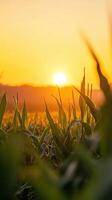 Golden sunset over cornfield photo