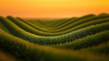 Lush green waves of cornfields photo