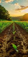 A field with rows of corn plants growing in the sun photo