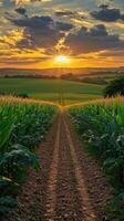 Corn field at sunset photo