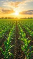 Cornfield at sunrise in summer photo