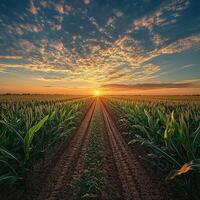 Sunset over corn field rows photo
