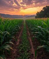 Sunset over a cornfield in summer photo