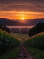 Beautiful sunrise over a field photo