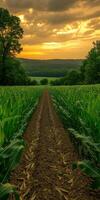 Expansive cornfield at sunset photo