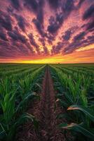 Corn field at sunset photo