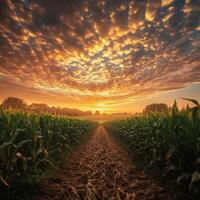 Sunset over cornfield path photo