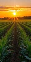 A field of corn at sunset photo