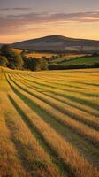 Rolling fields at sunset photo