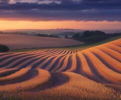 Fields of golden waves at sunset photo