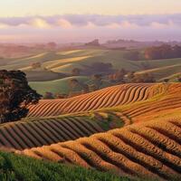 Rolling hills at sunset photo